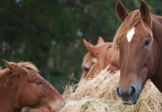 perte d'appêtit cheval